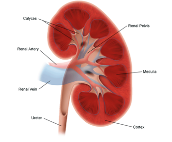 a diagram of the anatomy of the kidney including the calyces, renal pelvis, renal artery, medulla, renal vein, ureter, and cortex.