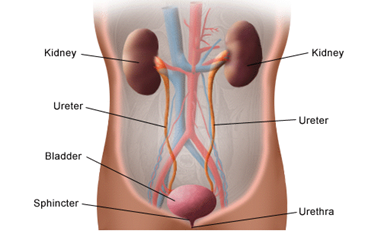 A diagram of the make up of the renal system. From top to bottom includes two kidneys, 2 ureters, the bladder, the sphincter, and the urethra.